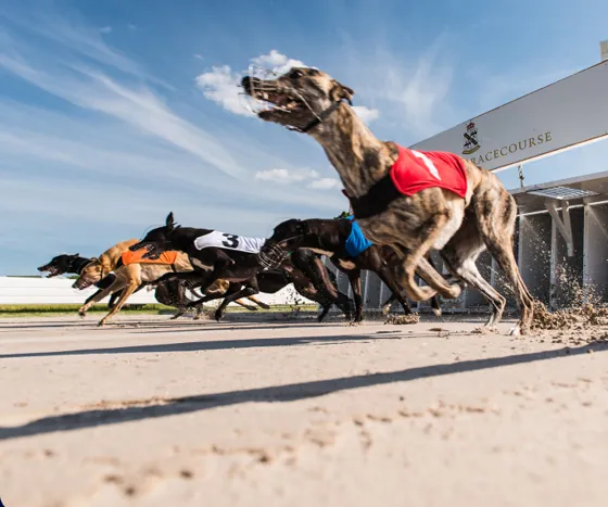 Galgos compitiendo en pista