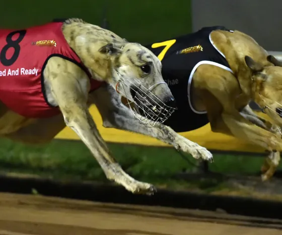 Galgo en plena carrera