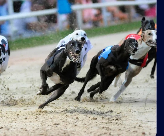 Galgos llegando a la meta