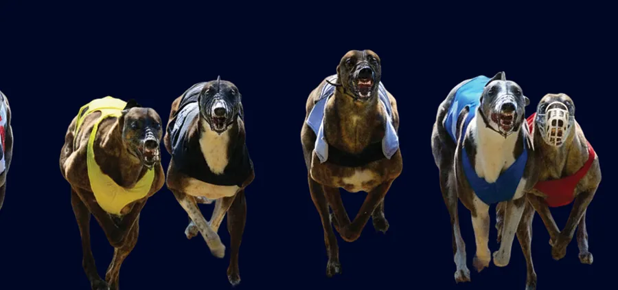Prerecorded Greyhounds